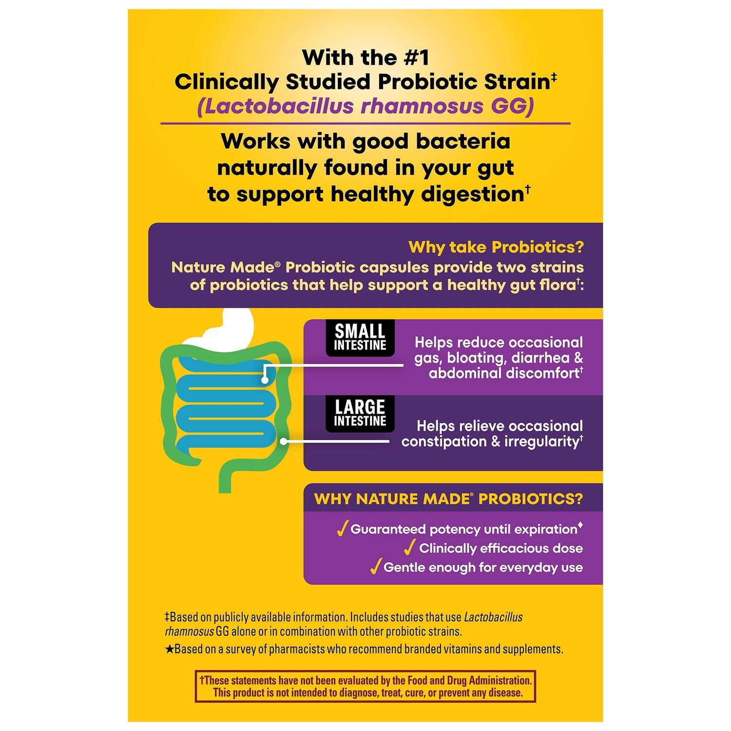 Probiotics Extra Strength 15 Billion CFU from Live Cultures Capsules | Probiotics digestive health benefits graphic showing support for small and large intestine function